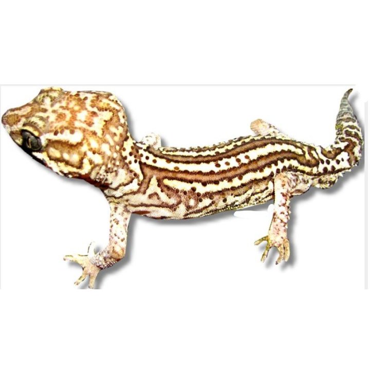 Paroedura picta Ocelot Gecko CB S-M