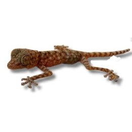 Stenodactylus sp. Dune Gecko