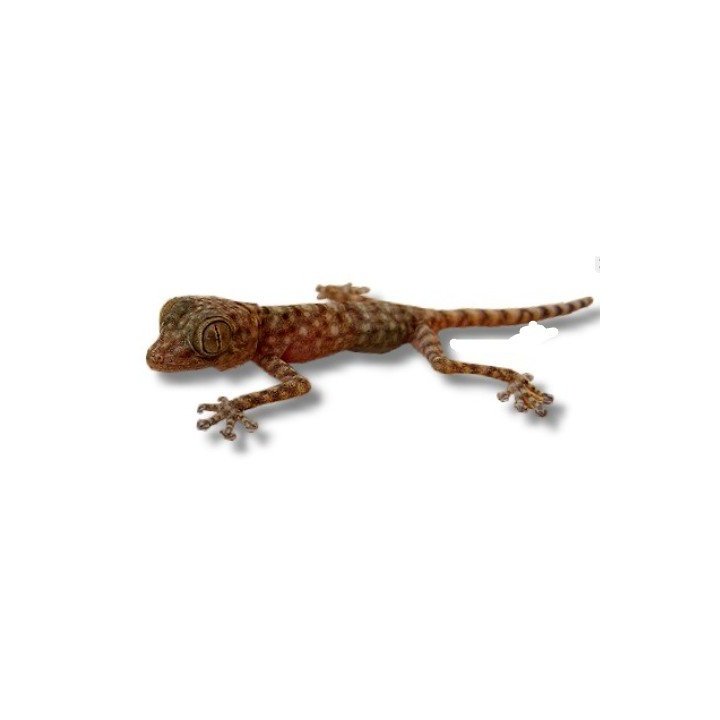 Stenodactylus sp. Dune Gecko