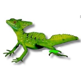 Viherbasiliski (Basiliscus plumifrons)