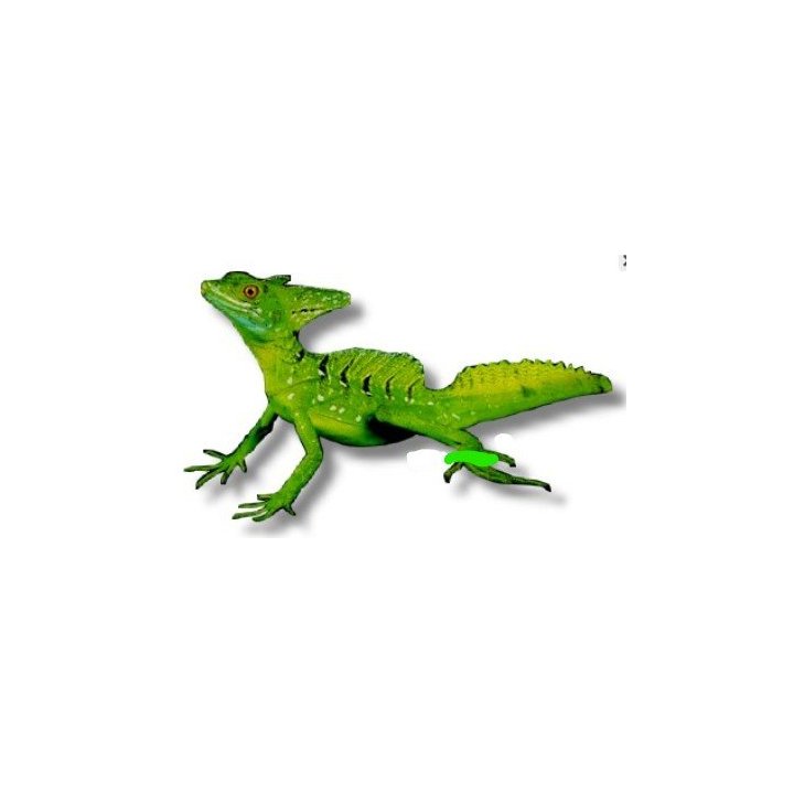 Viherbasiliski (Basiliscus plumifrons)