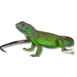 Iguaani / Viherleguaani (Iguana iguana)