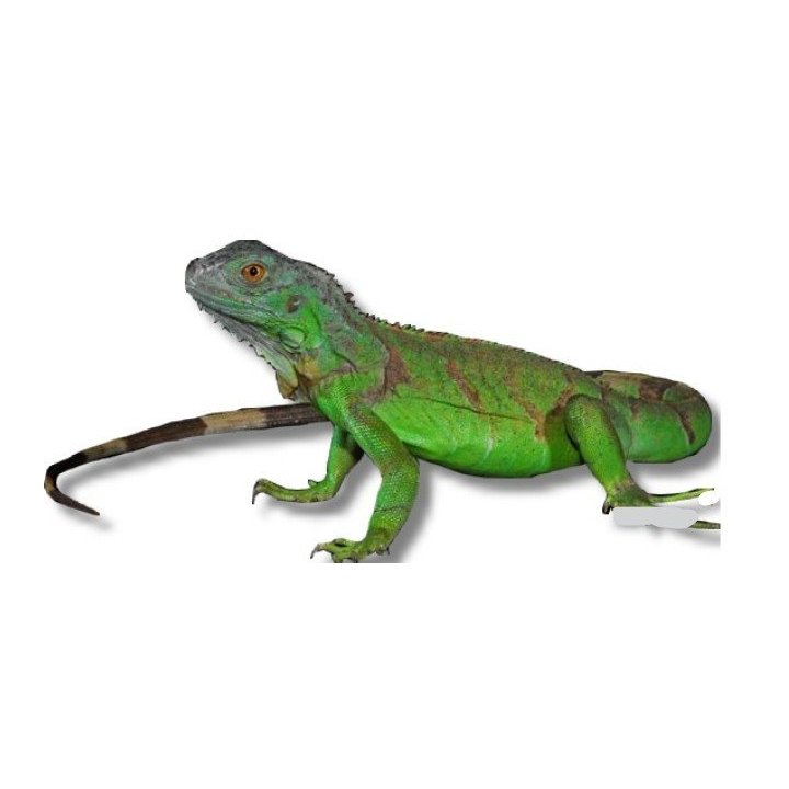 Green Iguana (Iguana iguana)