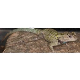 Emerald Swift (Sceloporus malachiticus)