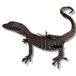Varanus indicus, Mangrove Monitor