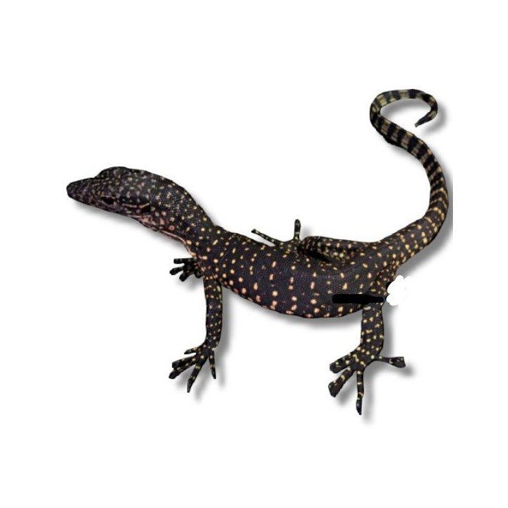 Mangrove Monitor (Varanus indicus)