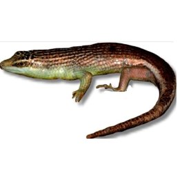 Javan Emerald Tree Skink (Dasia olivacea)
