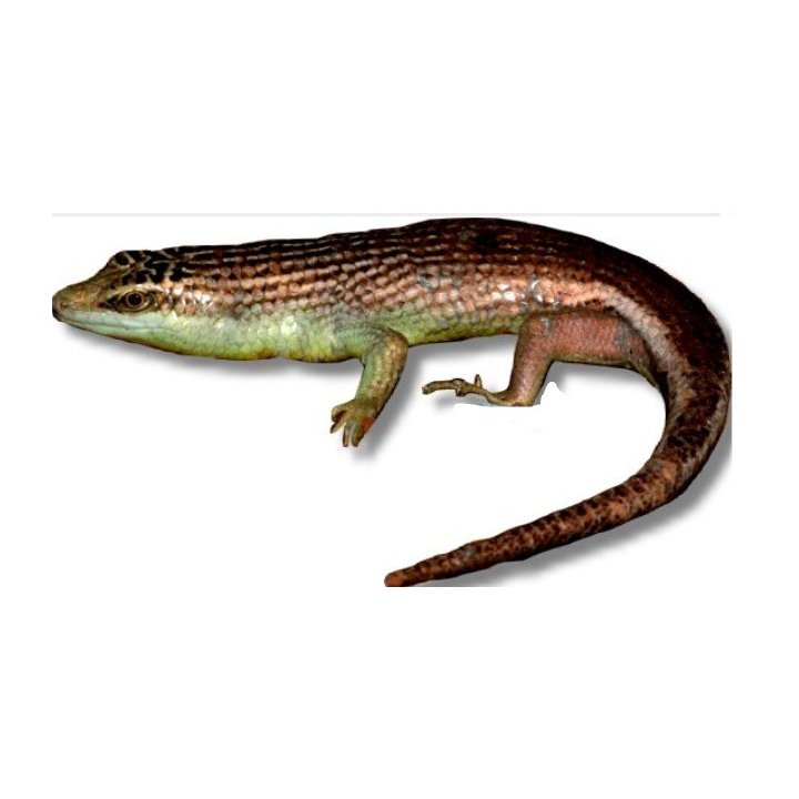 Dasia olivacea, Javan emerald Treeskink, M-L