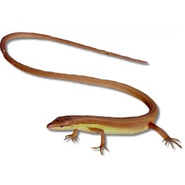 Takydromus sexlineatus, Six-striped long-tailed lizard