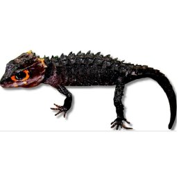 Tribolonotus gracilis Red-Eyed Bush Crocodile Skink M-L