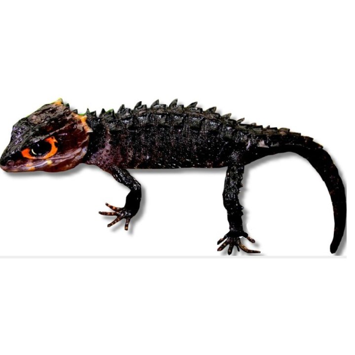 Red-Eyed Crocodile Skink (Tribolonotus gracilis) M-L