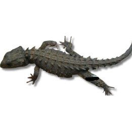 New Guinea Caque-Headed Skink (Tribolonotus novaeguineae) M-L