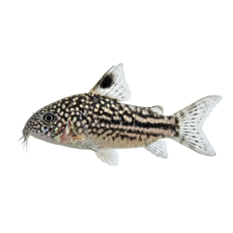 Corydoras Nanus 3-4CM