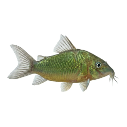 Brochis splendens kasvatettu, 4-5 cm