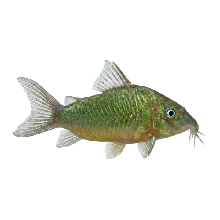 Vihermonninen Brochis splendens