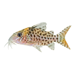 Pistemonninen 3-4 cm Corydoras punctatus, Hoplisoma punctatum
