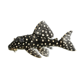 L471 hypancistrus sp, 4-5 cm