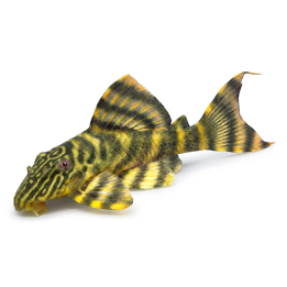 L398 panaqolus 'xingu' 6-8 cm