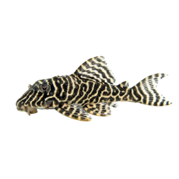 L333 hypancistrus spyellow 6-8 cm