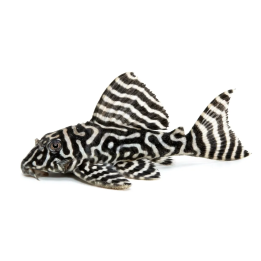 L333 hypancistrus sp b&w 'xingu' 6-8 cm