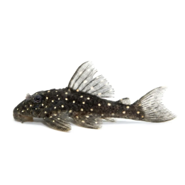 L201 hypancistrus sp 4-6 cm