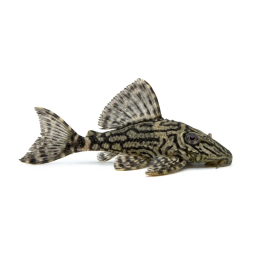 L191 royal pleco 4-6 cm