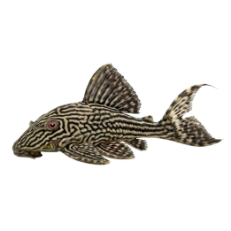 L190 royal pleco 6-8 cm