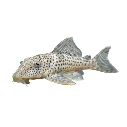 L141 peckoltia snethlageae 'tapajos' 8-11 cm