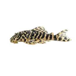 L134 peckoltia compta 5-7 cm