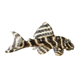 L129 hypancistrus 4-6 cm
