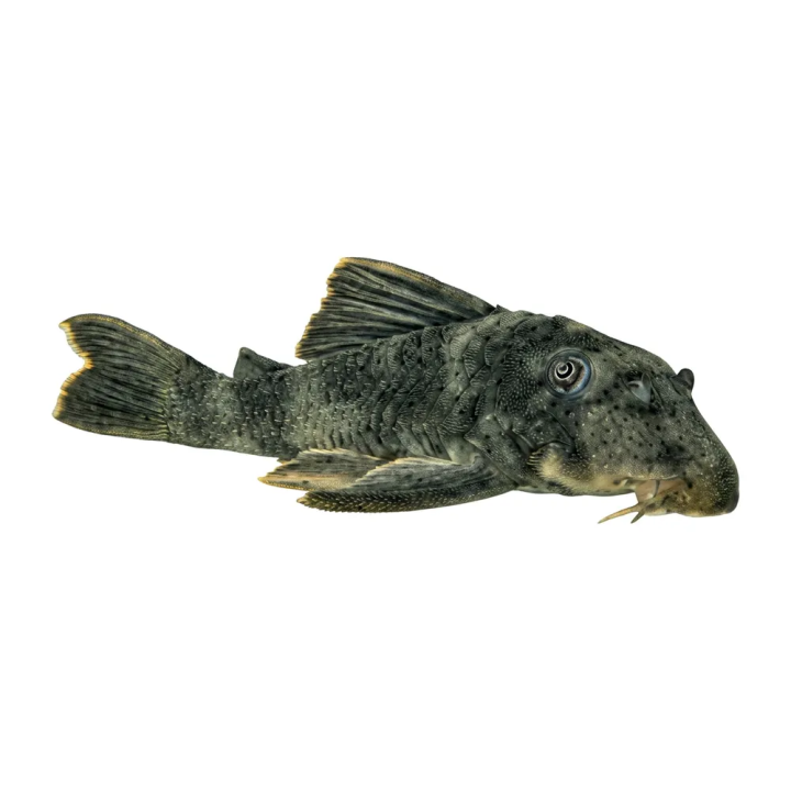 L076 peckoltia sp, 'portel' 12-14 cm