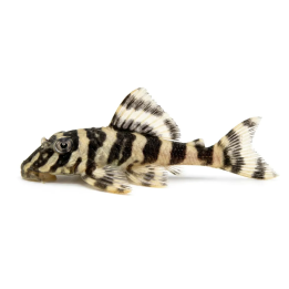 L052 Dekeyseria sp. 4-6 cm