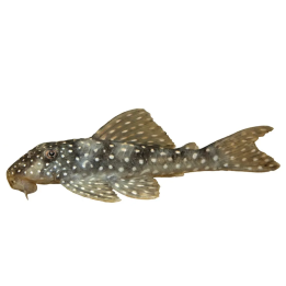 L048 scobiancistrus 6-8 cm