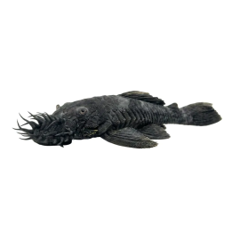 L034 ancistrus ranunculus 8-10 cm