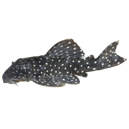L030 spectracanthicus 6-8 cm