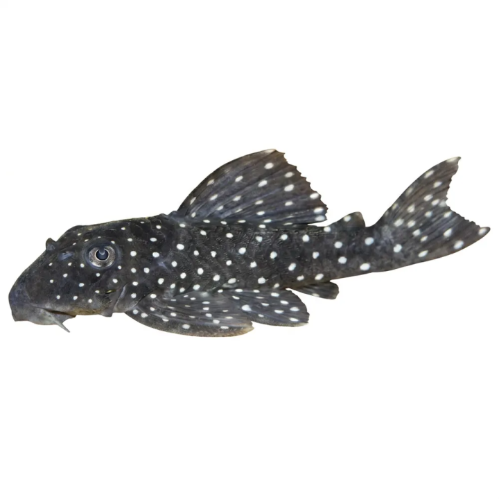 L030 spectracanthicus 6-8 cm