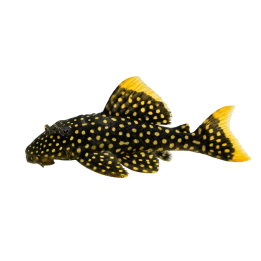 L018 golden nugget 'xingu' 6-8 cm