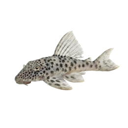 L012 ancistomus 8-10 cm