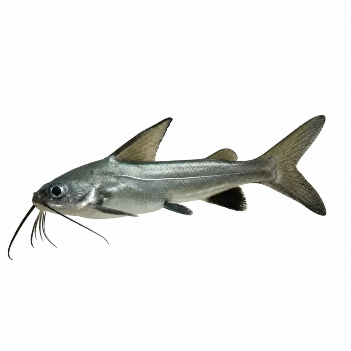Silverhajmal 5-7CM | Akvaariokeidas