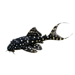 Helmipaholaispleko 4-5 cm Acanthicus adonis