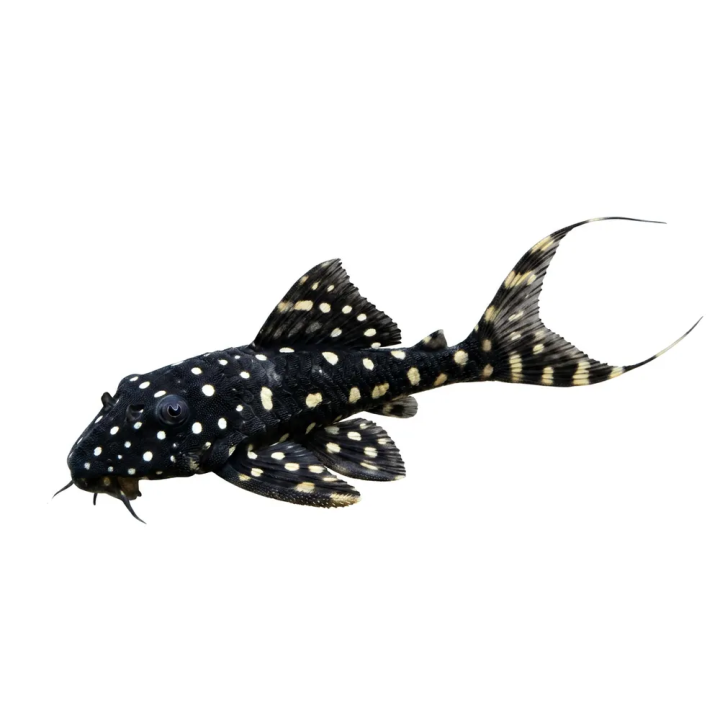 Acanthicus adonis  4-5 cm