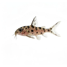 Malawin ripsimonni 3-4 cm Synodontis njassae