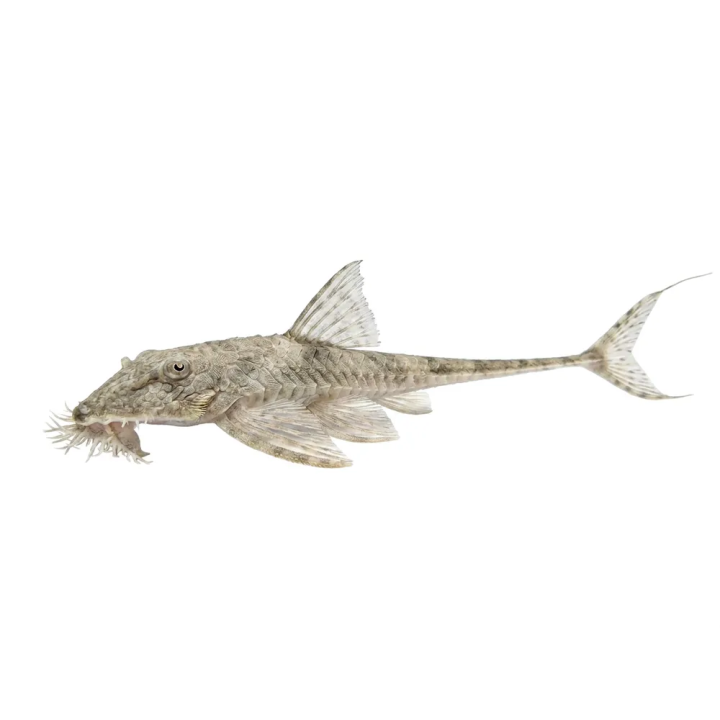 Loricaria simillima, isovelhomonni, luonnonvarainen 14-16 cm
