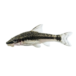 Perunnuolimonni Otocinclus vestitus
