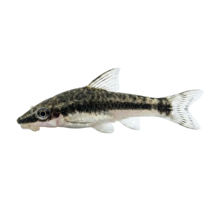 Perunnuolimonni Otocinclus vestitus
