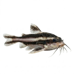 Choklad Mal Randig Odl. 4-6CM Platydoras armatus