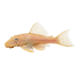 Ancistrus Mal Guld 3-3,5CM Ancistrus "sp"