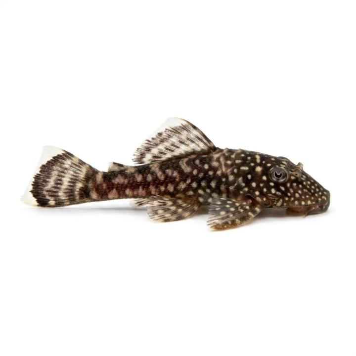 Ancistrus Mal 3-3,5CM Ancistrus "sp"