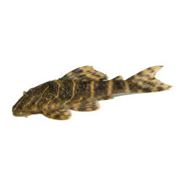 Juovapuupleko 3-4 cm Panaqolus maccus