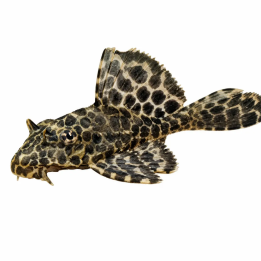 Plecostomus Röd 5-6CM Glyptoperichthys gibbiceps